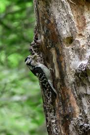 Attēlu rezultāti vaicājumam “Dendrocopos minor female”