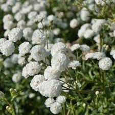 Attēlu rezultāti vaicājumam “Achillea ptarmica fruit”