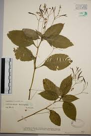 Attēlu rezultāti vaicājumam “Impatiens parviflora”