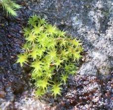Attēlu rezultāti vaicājumam “Racomitrium heterostichum”