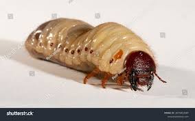 Attēlu rezultāti vaicājumam “Oryctes nasicornis larva”