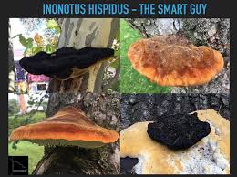 Attēlu rezultāti vaicājumam “Inonotus leporinus”