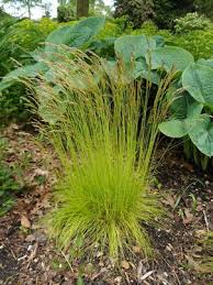 Attēlu rezultāti vaicājumam “Deschampsia flexuosa”