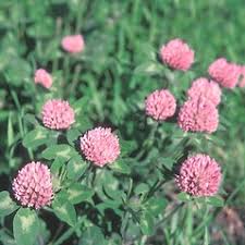 Attēlu rezultāti vaicājumam “Trifolium pratense flower”
