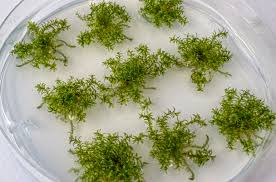 Attēlu rezultāti vaicājumam “moss”