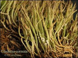 Attēlu rezultāti vaicājumam “Cladonia cornuta”