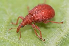 Attēlu rezultāti vaicājumam “Apion sp.”