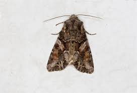 Attēlu rezultāti vaicājumam “Lacanobia contigua”