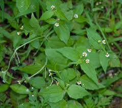 Attēlu rezultāti vaicājumam “Galinsoga quadriradiata leaf”