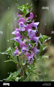 Attēlu rezultāti vaicājumam “Labiatae”