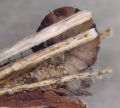 Attēlu rezultāti vaicājumam “Psyche casta larva”