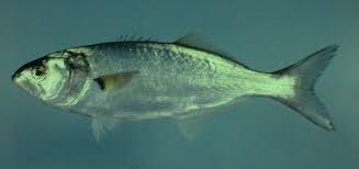 Image result for Pomatomus saltatrix