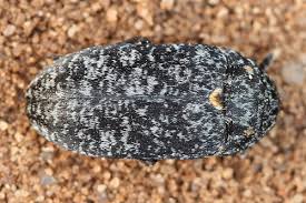 Attēlu rezultāti vaicājumam “Dermestes murinus”