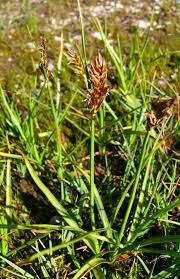 Attēlu rezultāti vaicājumam “Blysmus compressus”