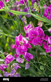 Attēlu rezultāti vaicājumam “Lathyrus latifolius leaf”