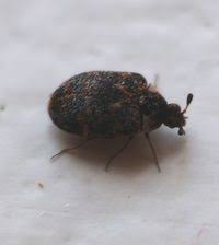 Attēlu rezultāti vaicājumam “Anthrenus museorum”