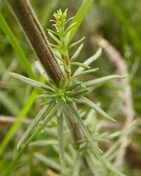 Attēlu rezultāti vaicājumam “Galium verum leaf”