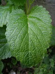 Attēlu rezultāti vaicājumam “Melissa officinalis leaf”