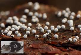 Attēlu rezultāti vaicājumam “Didymium melanospermum spores”