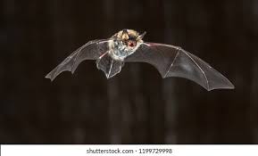 Attēlu rezultāti vaicājumam “Myotis nattereri”