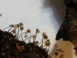 Attēlu rezultāti vaicājumam “Cribraria sp.”