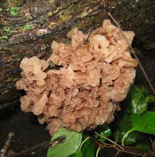 Attēlu rezultāti vaicājumam “Tremella foliacea”