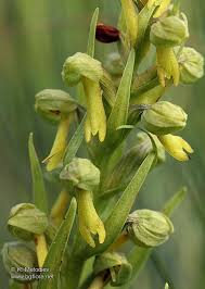 Attēlu rezultāti vaicājumam “Coeloglossum viride flower”