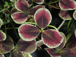 Attēlu rezultāti vaicājumam “Trifolium repens fruit”