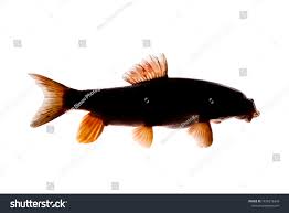 Image result for Moxostoma erythrurum