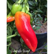 Afbeeldingsresultaat voor aconcagua sweet pepper