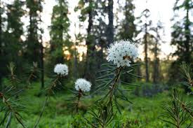 Attēlu rezultāti vaicājumam “Ledum palustre flower”