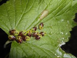 Attēlu rezultāti vaicājumam “Elasmucha ferrugata”