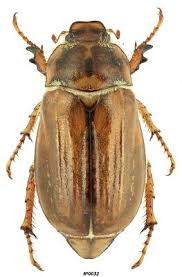 Attēlu rezultāti vaicājumam “Amphimallon solstitiale”