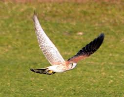 Image result for Bank Top Harriers Arlfc