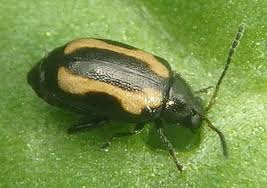 Attēlu rezultāti vaicājumam “Phyllotreta sp.”