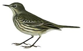 Image result for Anthus petrosus