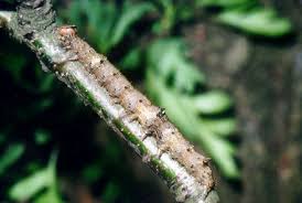 Attēlu rezultāti vaicājumam “Catocala sponsa”