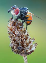 Attēlu rezultāti vaicājumam “Gymnosoma sp.”