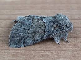 Attēlu rezultāti vaicājumam “Notodontidae”