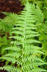 Attēlu rezultāti vaicājumam “Dryopteris carthusiana”