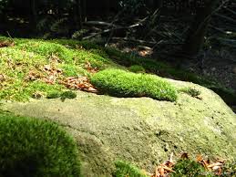 Attēlu rezultāti vaicājumam “Paraleucobryum longifolium”