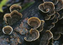 Attēlu rezultāti vaicājumam “Trametes versicolor”