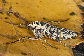 Attēlu rezultāti vaicājumam “Erannis defoliaria”