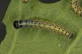 Attēlu rezultāti vaicājumam “Pieris rapae larva”