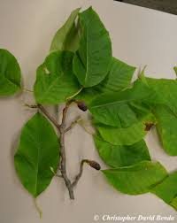 Attēlu rezultāti vaicājumam “Magnolia acuminata leaf”