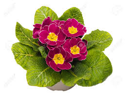 Attēlu rezultāti vaicājumam “Primulaceae”