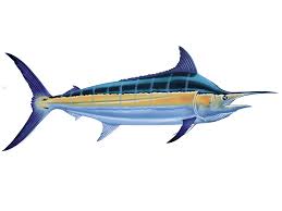 Image result for Istiompax indica