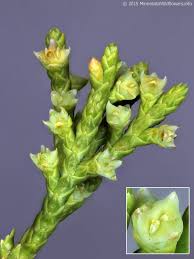 Attēlu rezultāti vaicājumam “Juniperus communis female flower”