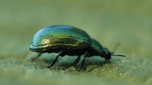 Attēlu rezultāti vaicājumam “Linaeidea aenea”