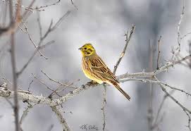 Attēlu rezultāti vaicājumam “Emberiza citrinella juvenile”